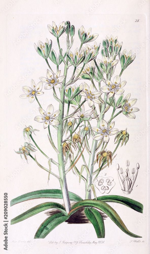 Fototapeta premium Illustration of plant