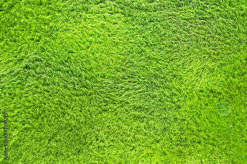 Green fresh grass texture, top view