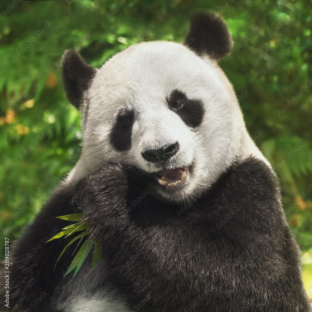 Panda Bear eating bamboo Panda Bear eating bamboo