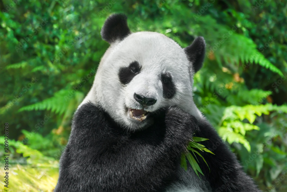 Fototapeta premium Panda je bambus
