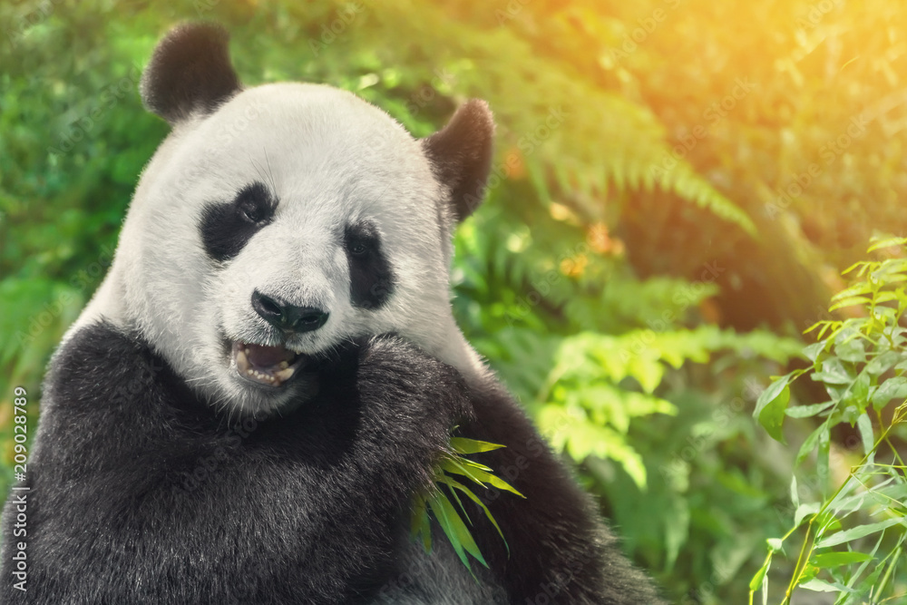 Obraz premium Czarno-biała panda jedząca trawę