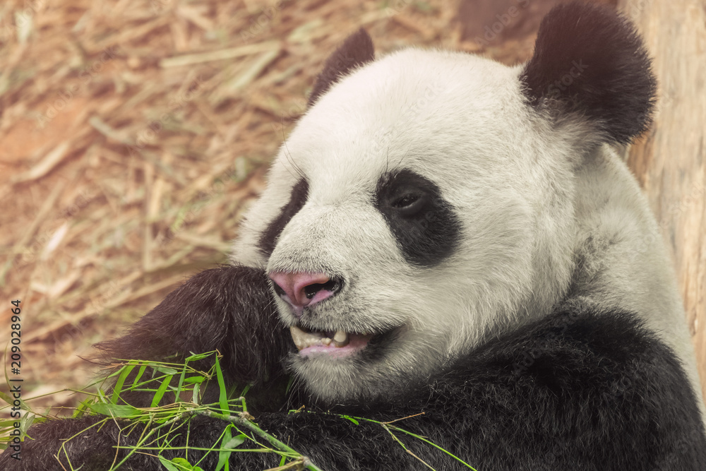 Fototapeta premium giant panda while eating bamboo close up portrait