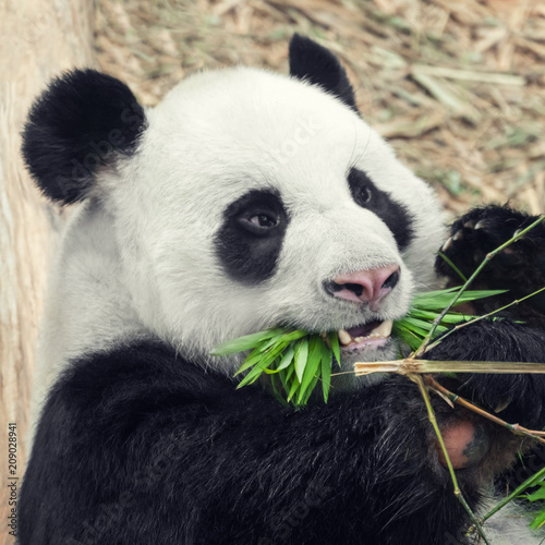 Hungry panda eating bamboo, close-up