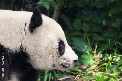 Black and white panda, close-up