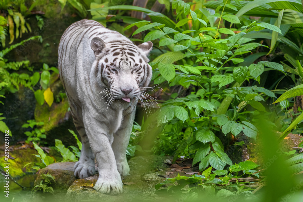 Naklejka premium White tiger walking through the forest