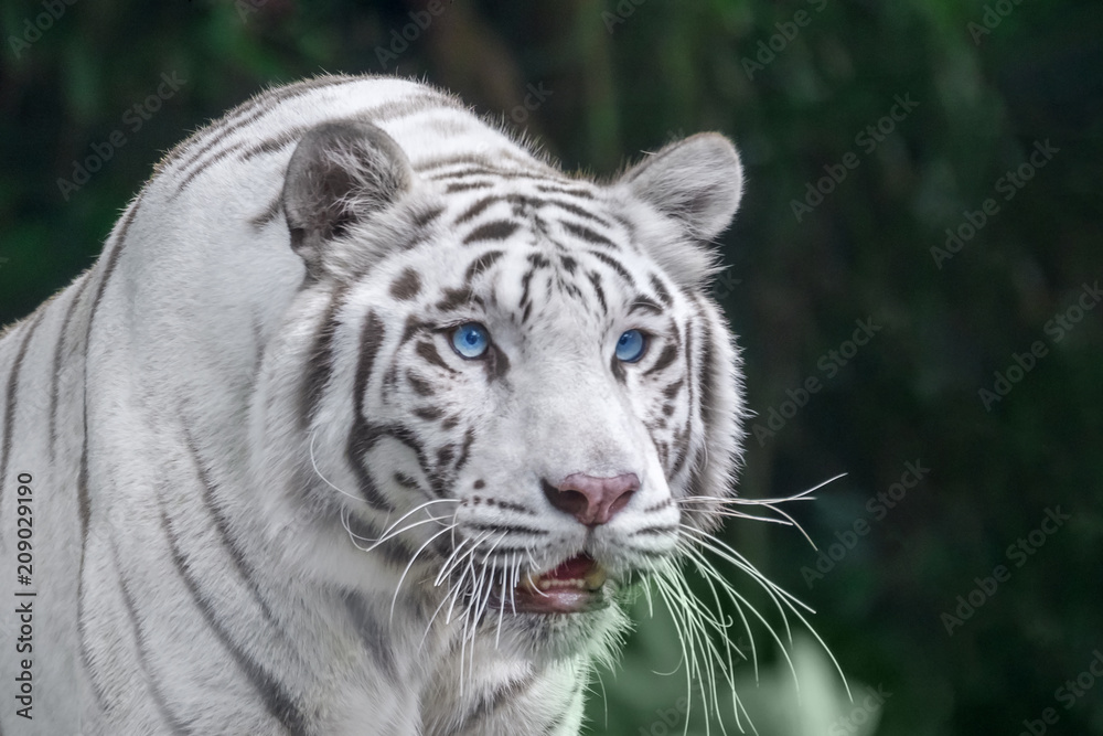 White tiger with blue eyes close-up portrait