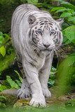 White tiger with blue eyes walking through the grass