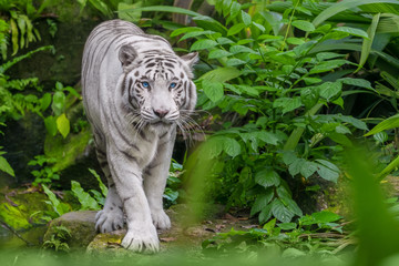 Fotobehang Tijger Witte albino tijger in bos  © R