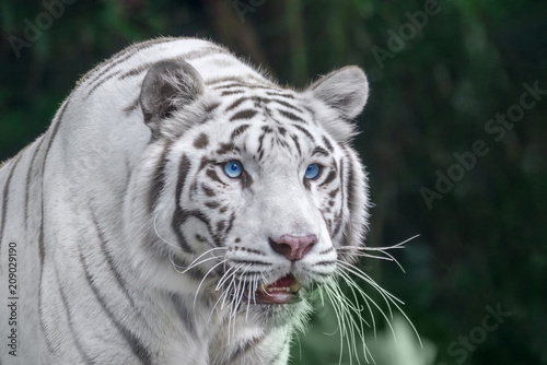 Fototapeta Naklejka Na Ścianę i Meble -  White tiger with blue eyes close-up portrait