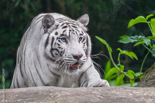 Crouching Tiger albino with blue eyes
