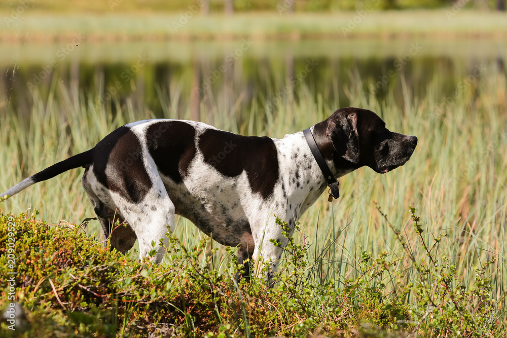 Dog english pointer hunting at the swamp 