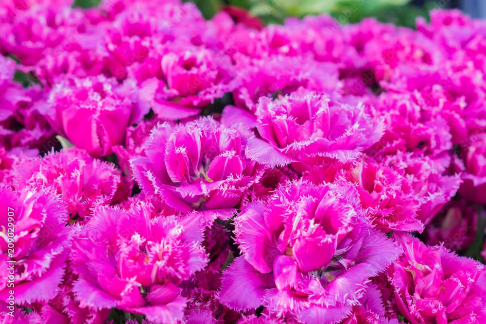 field of blooming colorful tulips, spring flowers in the garden field of blooming colorful tulips, spring flowers in the garden