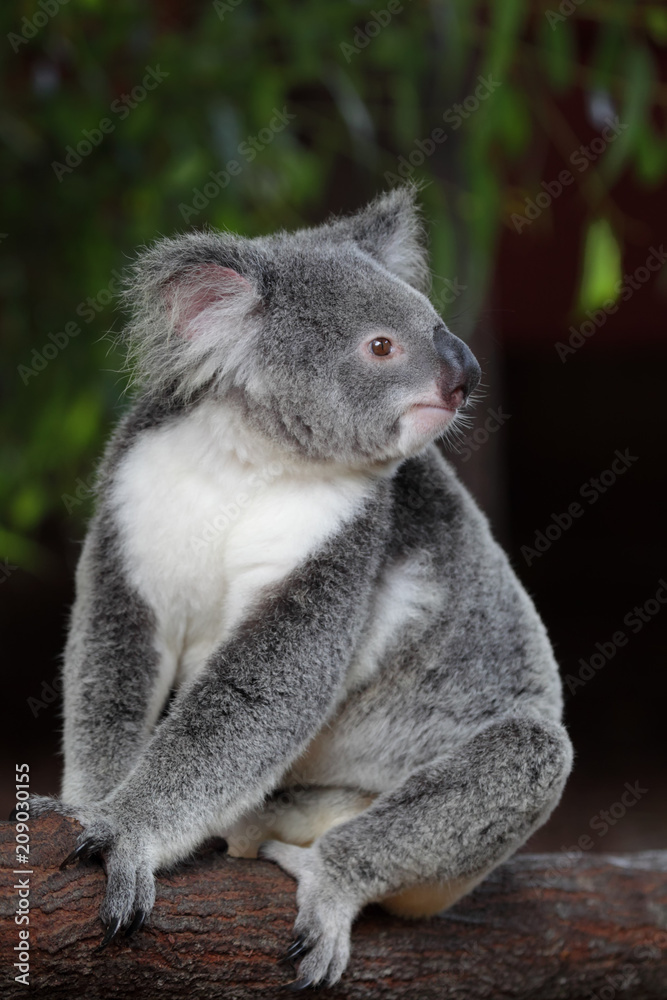 Naklejka premium Koala (Phascolarctos cinereus) in Queensland, Australien.
