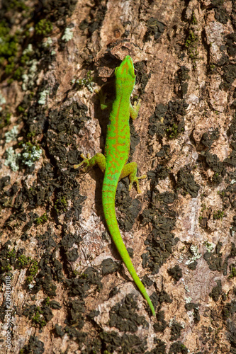 Kleiner Seychellen-Taggecko (Phelsuma astriata) auf Praslin, Seychellen. photo