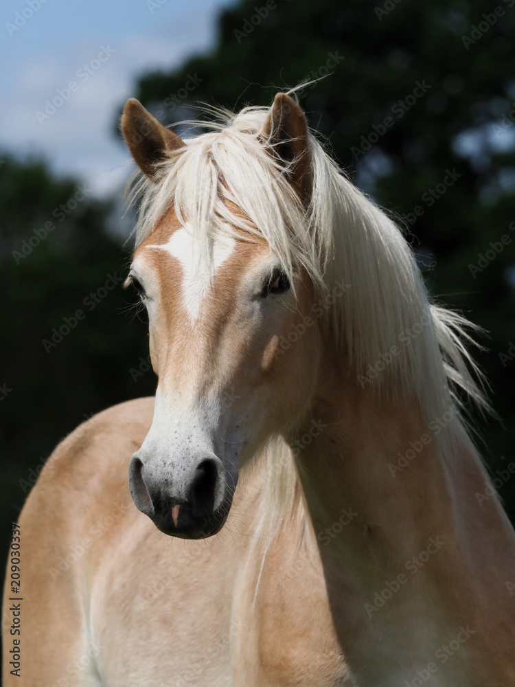 Naklejka premium Young Horse in Paddock