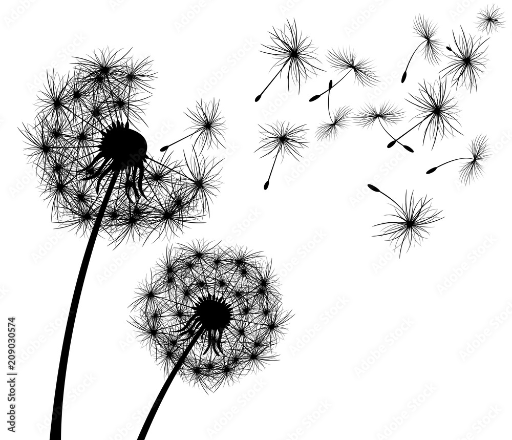 Obraz premium Mniszek lekarski, kwiat. Mniszek lekarski, roślina kwitnąca. Sylwetka mniszka lekarskiego na białym tle