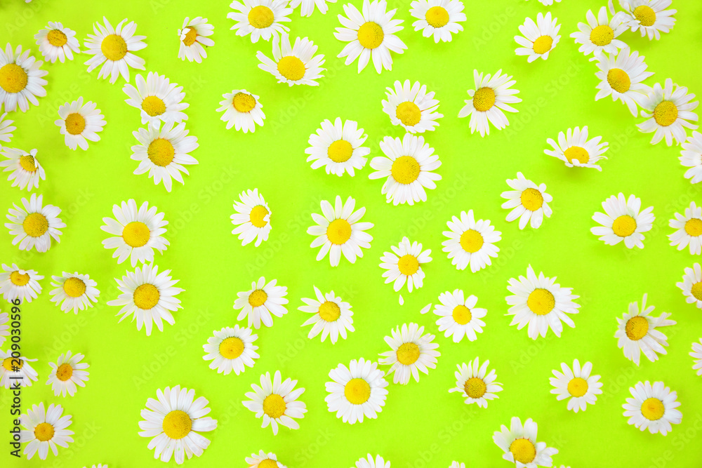 beautiful daisies on an neon green background