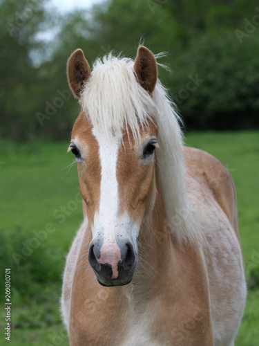 Young Horse in Paddock
