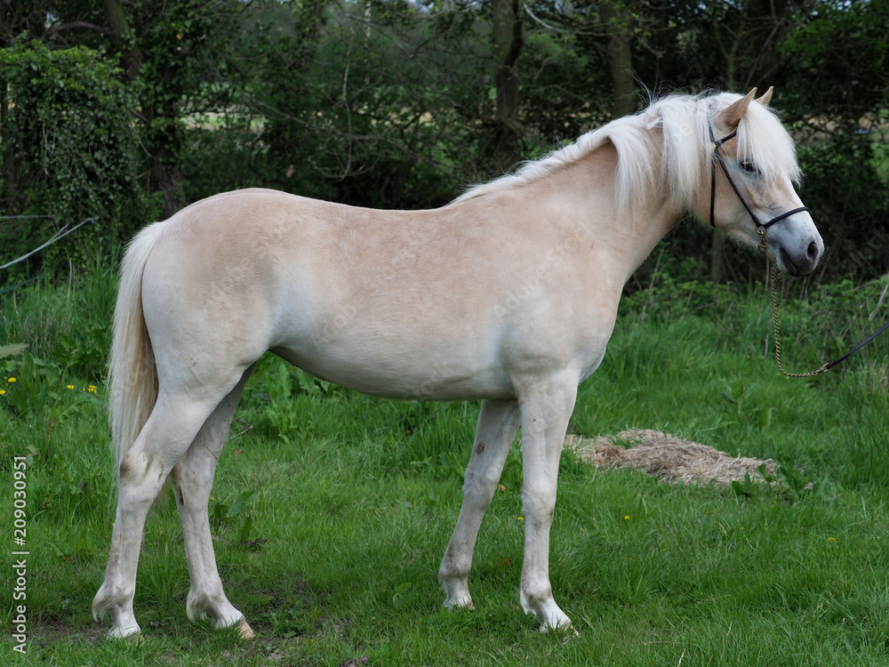 Young Horse in Paddock Young Horse in Paddock