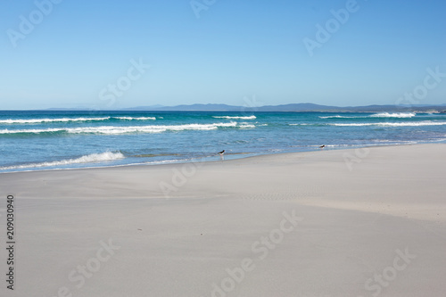 Oyster catcher birds on white sand beach at The Bay of Fires, Tasmania, Australia
