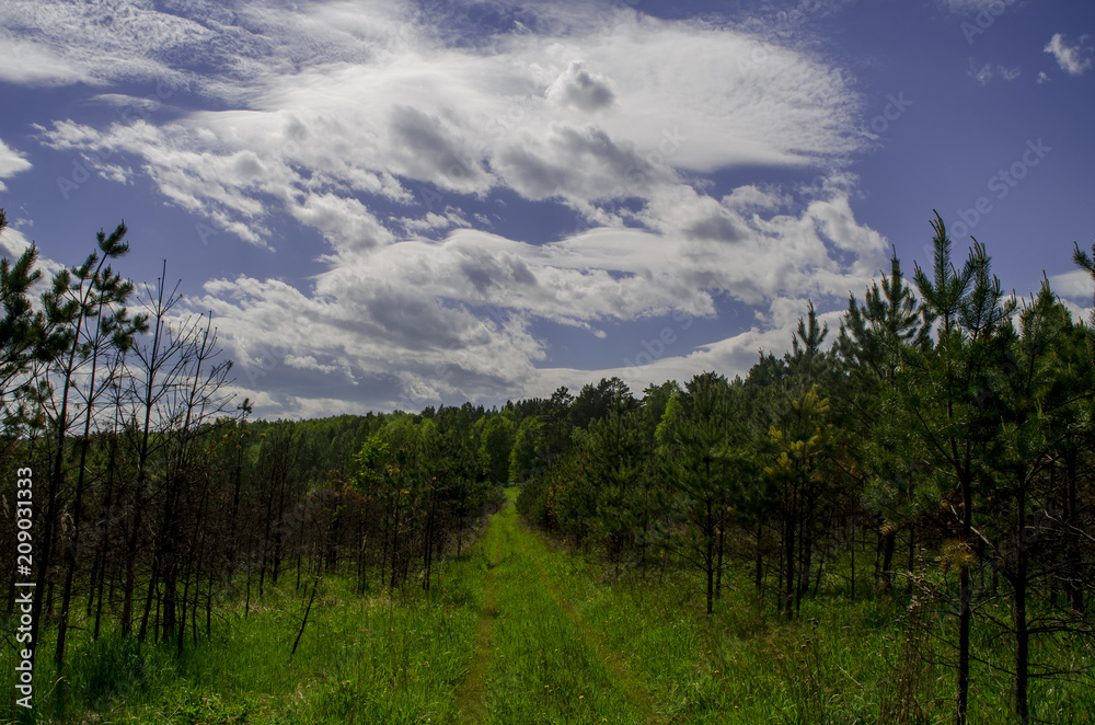 Forest over the blue sky Forest over the blue sky
