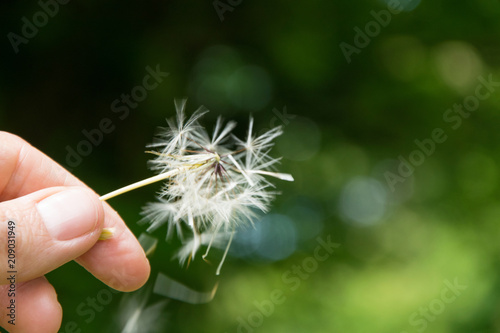 Fototapeta Naklejka Na Ścianę i Meble -  Close up of woman hand holding a dandelion, space for text