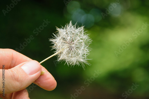 Fototapeta Naklejka Na Ścianę i Meble -  Close up of woman hand holding a dandelion, space for text