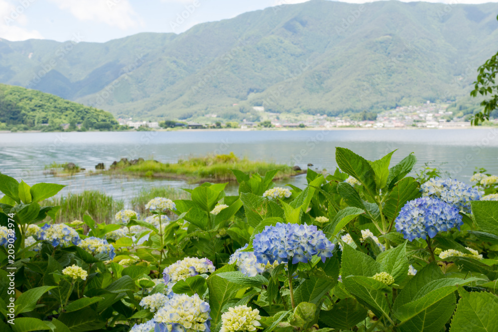 八木崎公園からの紫陽花と河口湖 Stock Photo Adobe Stock