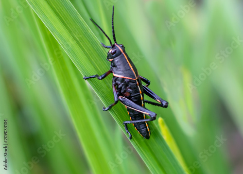 Black grasshopper on grass blade © Linda