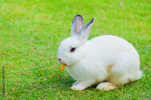 Cute bunny rabbit eating carrot on green grass in the garden.Animal nature background.Easter day concept idea.