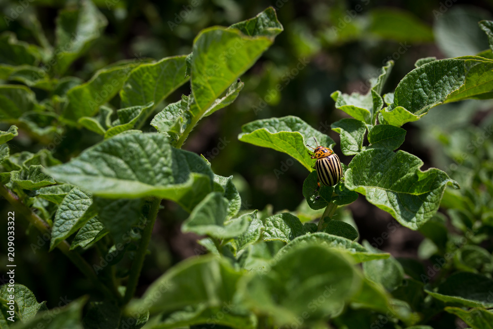 Naklejka premium Pest colorado potato beetle on a sunny day closeup