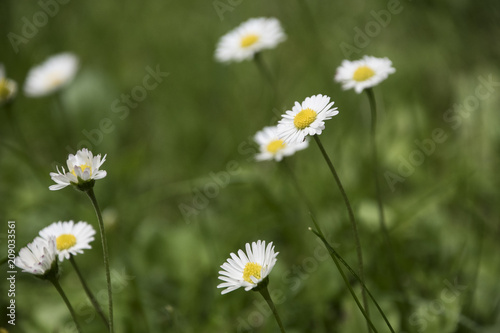 Daisies in the meadow - Early summer Flowers. Short depth-of-field.