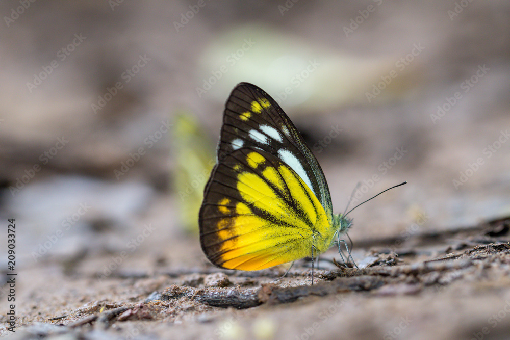 A beautiful butterfly in the nature background in Thailand. A beautiful butterfly in the nature background in Thailand.