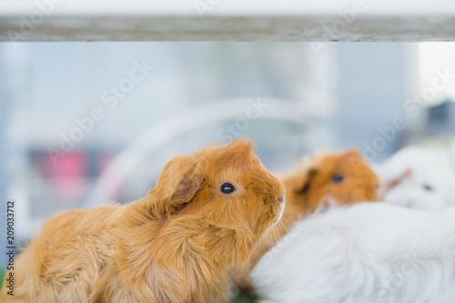Cute brown and white guinea pig or cavy.