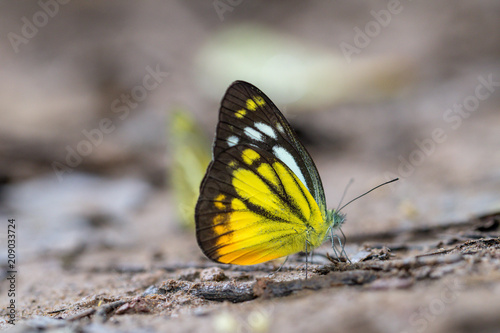 A beautiful butterfly in the nature background in Thailand.