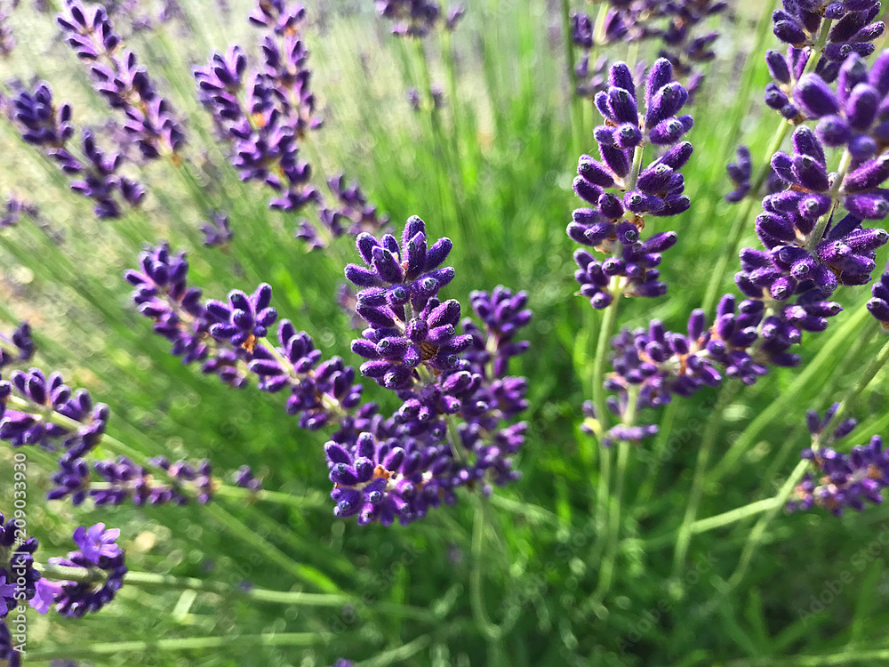 Obraz premium provence