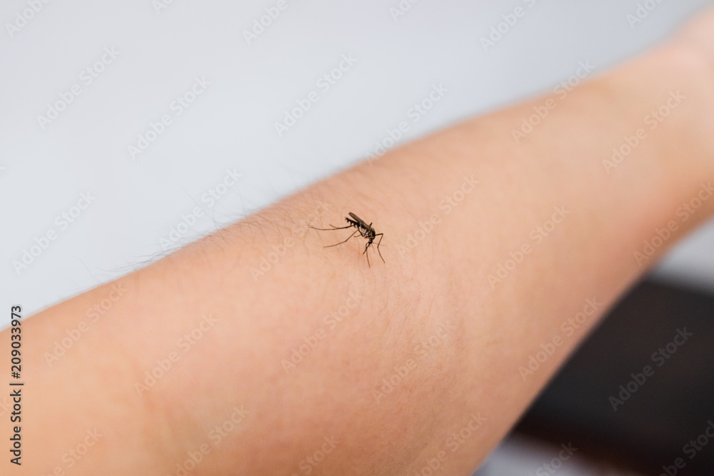 Mosquito bite on woman skin and sucking blood (selective focus).