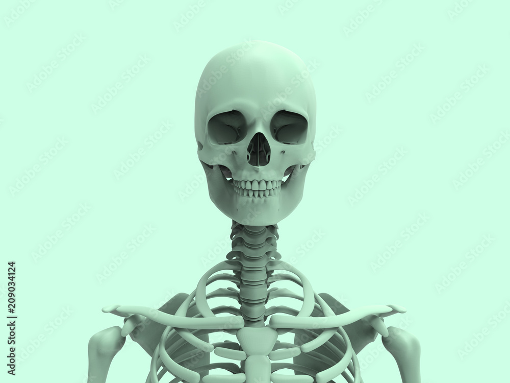 Human Anatomy Skeleton Pastel 3D Render Human Anatomy Skeleton Pastel 3D Render