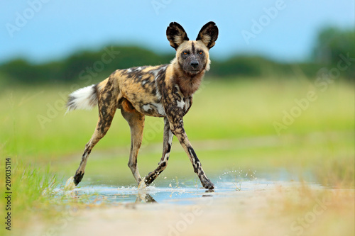 African wild dog, Lycaon pictus), walking in the water on the road. Hunting painted dog with big ears, beautiful wild anilm in habitat. Wildlife nature, Moremi,  Botswana, Africa. Animal, green grass.