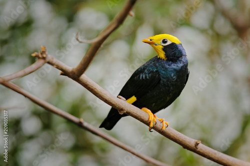 Golden-crested Myna, Ampeliceps coronatus, Animal in nature habitat, Asia. Bird sitting on the branch. Clear background with forest. Wildlife scene from Thailand, Asia. photo