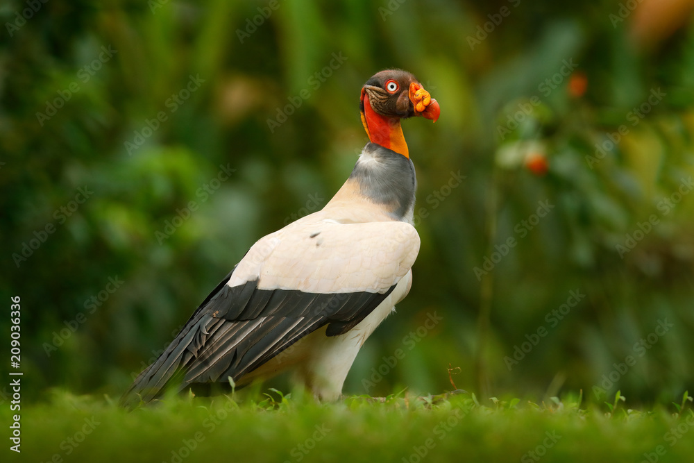 Stock photo of Head portrait of King vulture (Sarcoramphus papa) calling in  the rain. Available for sale on