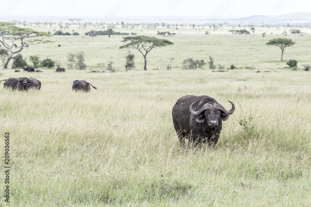 Serengeti National Park Serengeti National Park