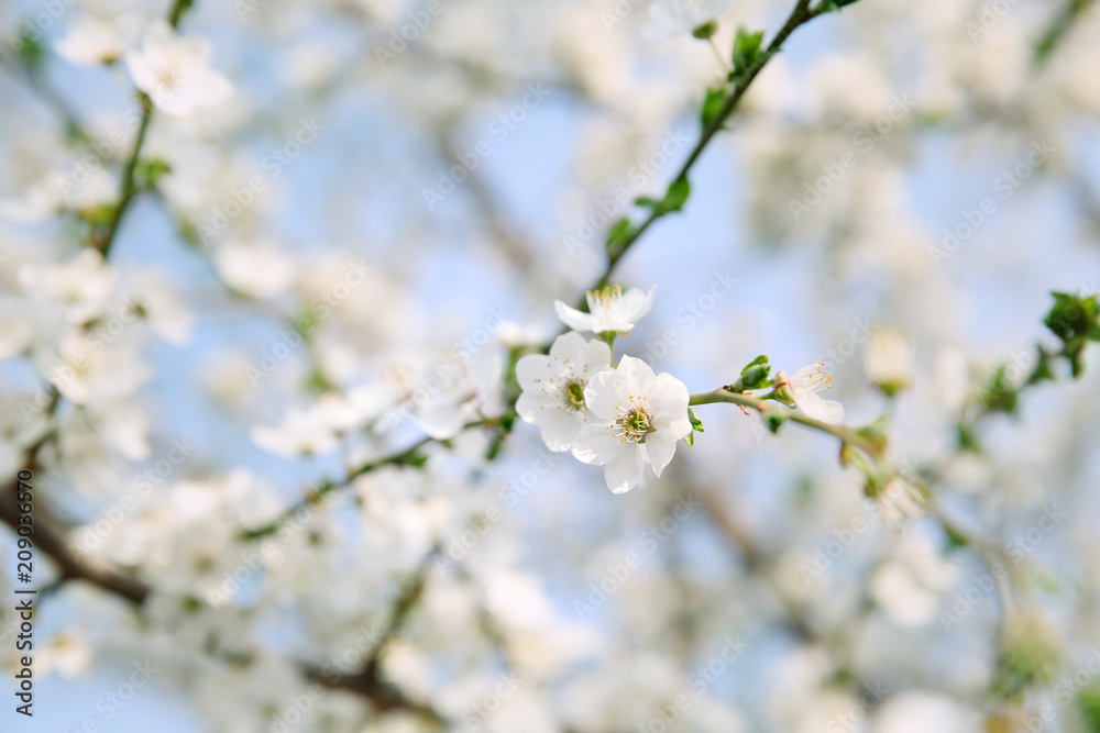 Branches with blooming flowers on blurred background