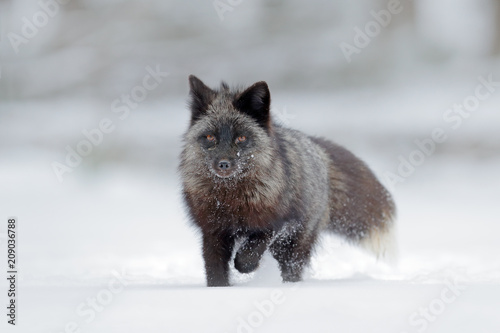 Black silver fox, rare form. Black animal in white snow. Winter scene with nice cute mammal. © ondrejprosicky