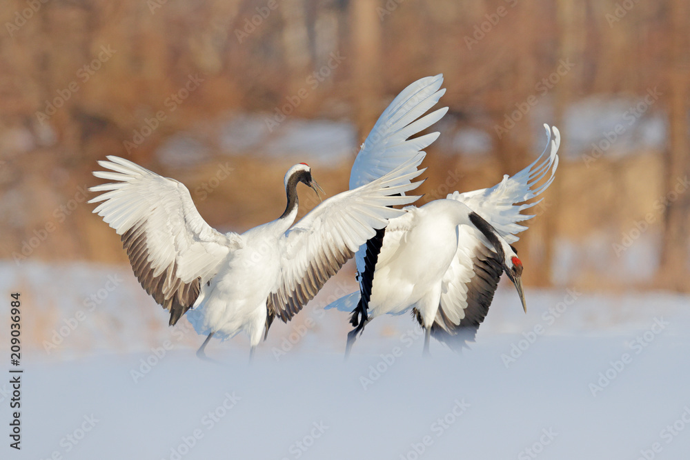 Snow dance in nature. Wildlife scene from snowy nature. Cold winter. Pair of two Red-crowned crane in snow meadow, with open wings, Hokkaido, Japan. Crane couple, winter scene with birds. Snow dance in nature. Wildlife scene from snowy nature. Cold winter. Pair of two Red-crowned crane in snow meadow, with open wings, Hokkaido, Japan. Crane couple, winter scene with birds.