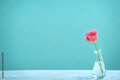 Vase with beautiful tulip on light table against color background