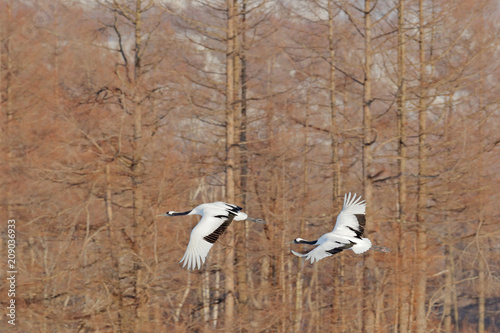 Flying pair of Red-crowned cranes with, forest background, Hokkaido, Japan. Pair of beautiful birds, wildlife scene from nature. © ondrejprosicky