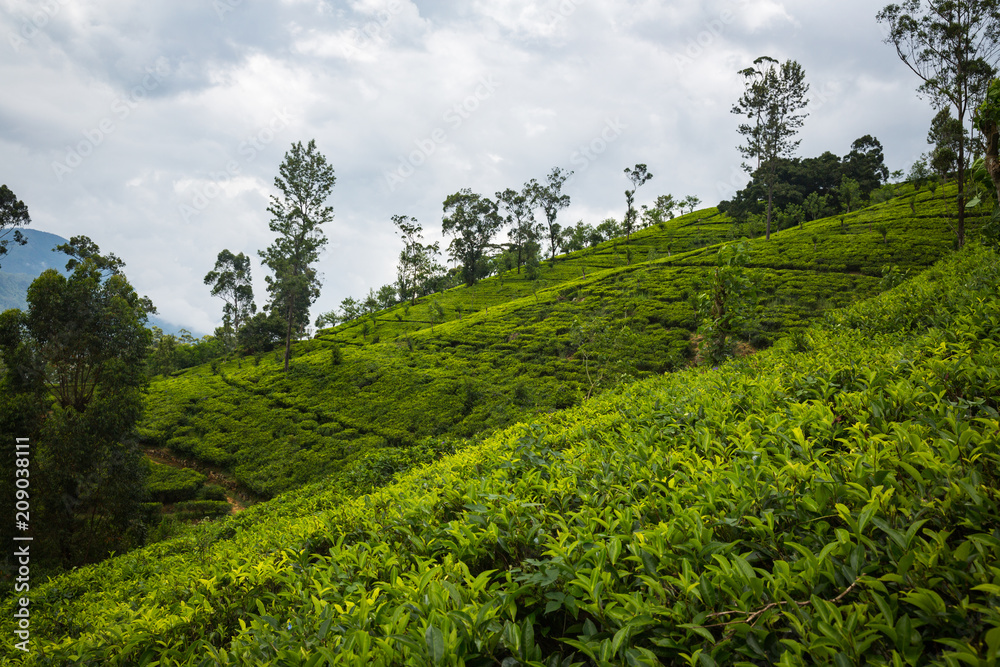 Obraz premium Tea plantation