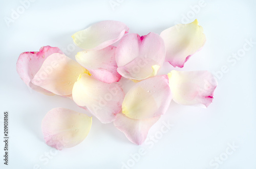 Purple and pink rose petals on white background. Top view.