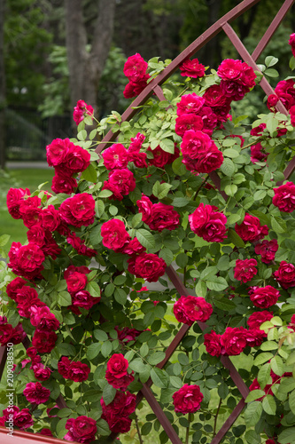 Bush or red roses in a garden 